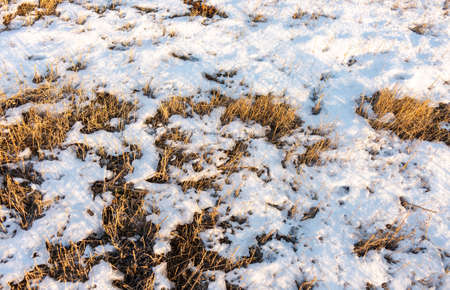 frozen wetland, winter field, a lot of snow fell after a snowstorm, cold weather, dry autumn, tall grass bends under the weight of snowdrifts, natural landscape, background textureの写真素材