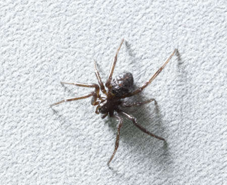 black spider on white backgroundの写真素材