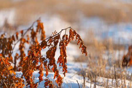 winter beautiful grass hanging leaves during sunsetの写真素材