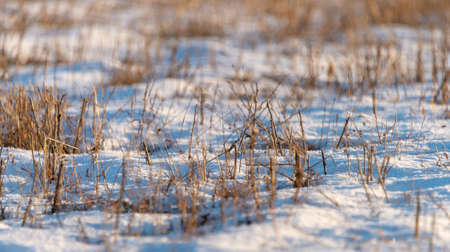 frozen wetland, winter field, a lot of snow fell after a snowstorm, cold weather, dry autumn, tall grass bends under the weight of snowdrifts, natural landscape, background textureの写真素材