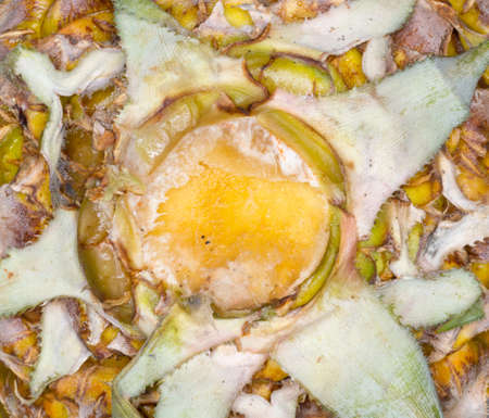 Closeup Shot Of Pineapple. Food Background.Abstract Pineapple Background.Cropped Shot Of Pineapple Background. Fruit Textureの写真素材