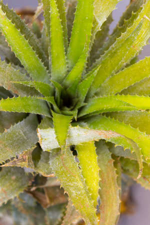 Pineapple close up. Impressive macro background with bright original skin of ripe pineappleの写真素材