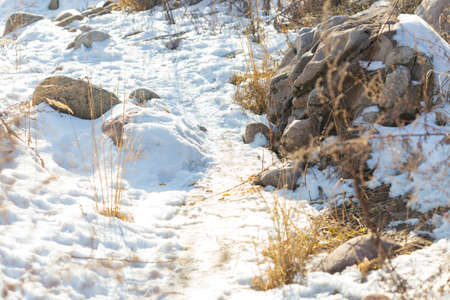 huge stones in the snow of different shapes and sizes, natural stone, winter backgroundの写真素材