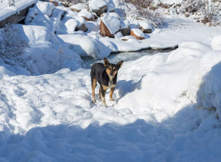 Dog in a winter landscape. Profile portraitの写真素材