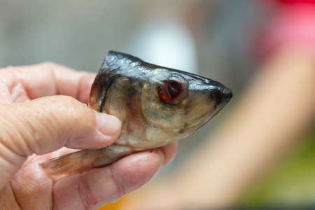 Man holds fish head in his handの写真素材