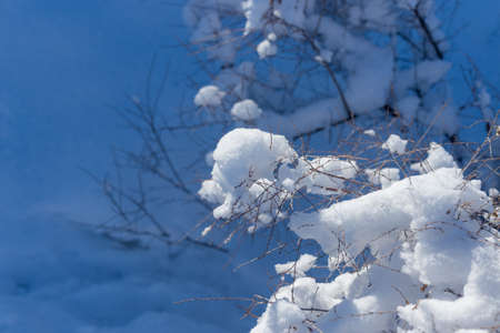 snow, dry grassの写真素材