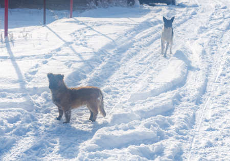 Dog in a winter landscape. Profile portraitの写真素材