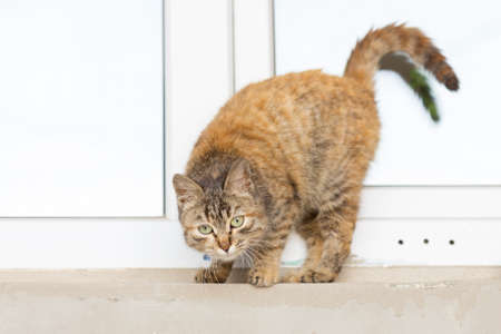 Cute cat sitting on the windowsillの写真素材