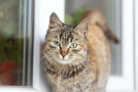 Cute cat sitting on the windowsillの写真素材