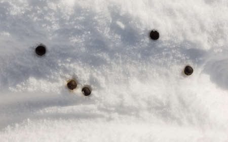 sheep shit in the snowの写真素材