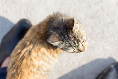 Kitten at feet on ground backgroundの写真素材