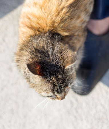 Kitten at feet on ground backgroundの写真素材
