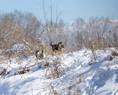 winter, dogs in natureの写真素材
