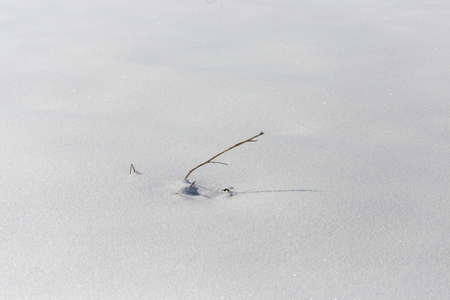 dry grass on snow backgroundの写真素材