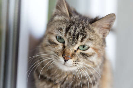 Cute cat sitting on the windowsillの写真素材