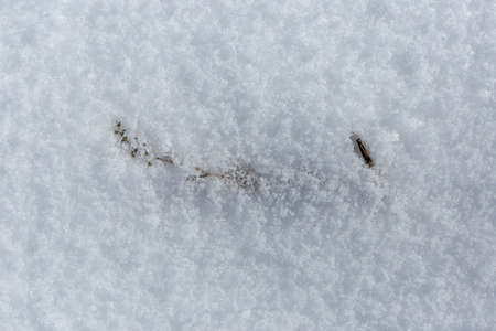 dry yellow grass is visible under the snowの写真素材
