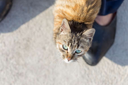 Kitten at feet on ground backgroundの写真素材