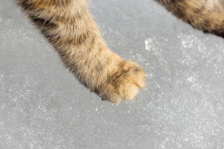 cat foot on snow backgroundの写真素材
