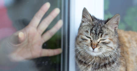 cute cat sitting on the windowsill, and the owner waving his hand out of the houseの写真素材