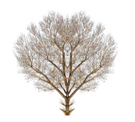 bare tree on white backgroundの写真素材