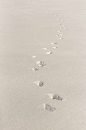 dog tracks on snow backgroundの写真素材