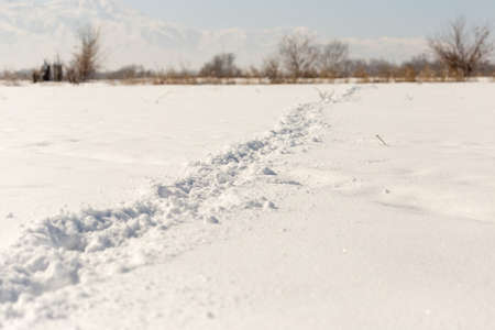 horse tracks on snow backgroundの写真素材