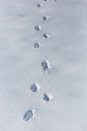 dog tracks on snow backgroundの写真素材
