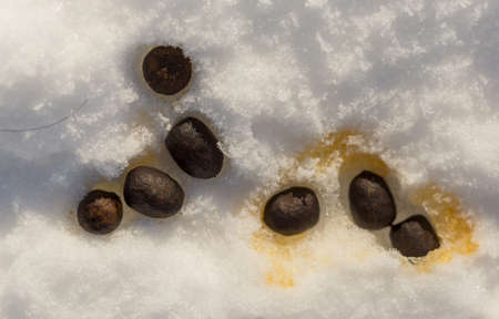 sheep shit in the snowの写真素材