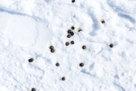 sheep shit in the snowの写真素材