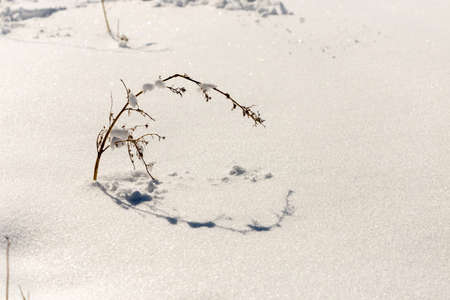 dry grass on snow backgroundの写真素材