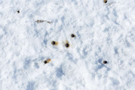 sheep shit in the snowの写真素材