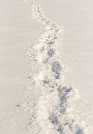 horse tracks on snow backgroundの写真素材