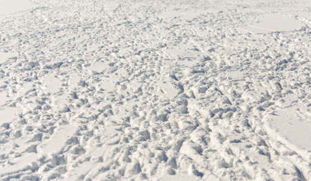 many tracks of flocks of sheep in the snowの写真素材