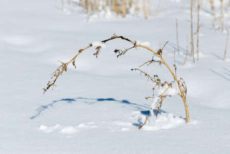 dry grass on snow backgroundの写真素材