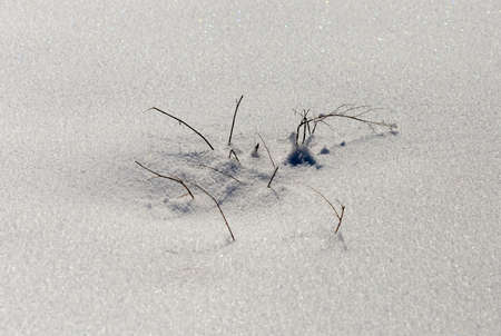 dry grass on snow backgroundの写真素材