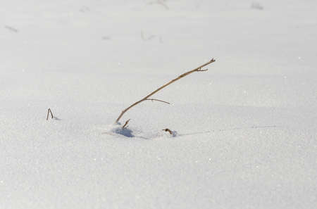 dry grass on snow backgroundの写真素材