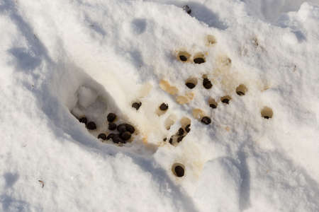 sheep shit in the snowの写真素材