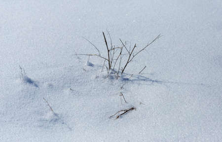 dry grass on snow backgroundの写真素材