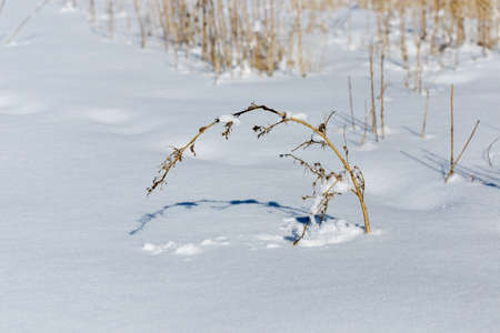 dry grass on snow backgroundの写真素材