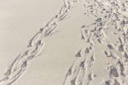 many tracks of flocks of sheep in the snowの写真素材