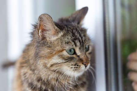 cute cat sitting on the windowsill, and the owner waving his hand out of the houseの写真素材