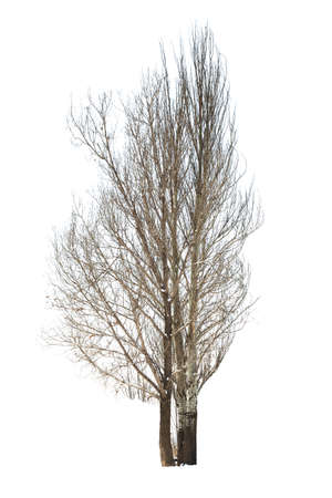 bare tree on white backgroundの写真素材