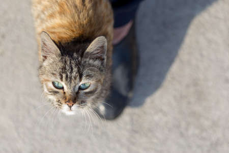 Kitten at feet on ground backgroundの写真素材