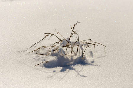 dry grass on snow backgroundの写真素材