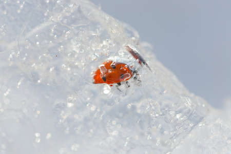 frozen ladybug on iceの写真素材