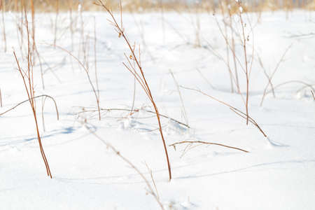 dry grass on snow backgroundの写真素材