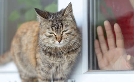 cute cat sitting on the windowsill, and the owner waving his hand out of the houseの写真素材