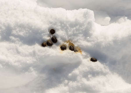 sheep shit in the snowの写真素材