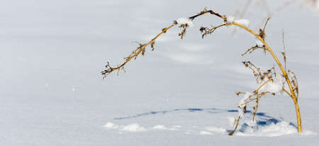 dry grass on snow backgroundの写真素材