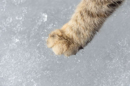 cat foot on snow backgroundの写真素材